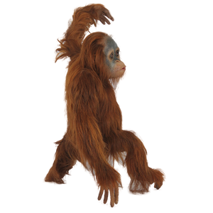 Orangutan PNG-31376